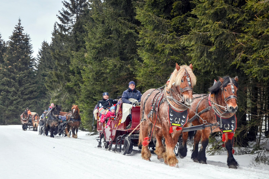 Pferdeschlittenfahrt durch den schönen Thüringer Winterwald